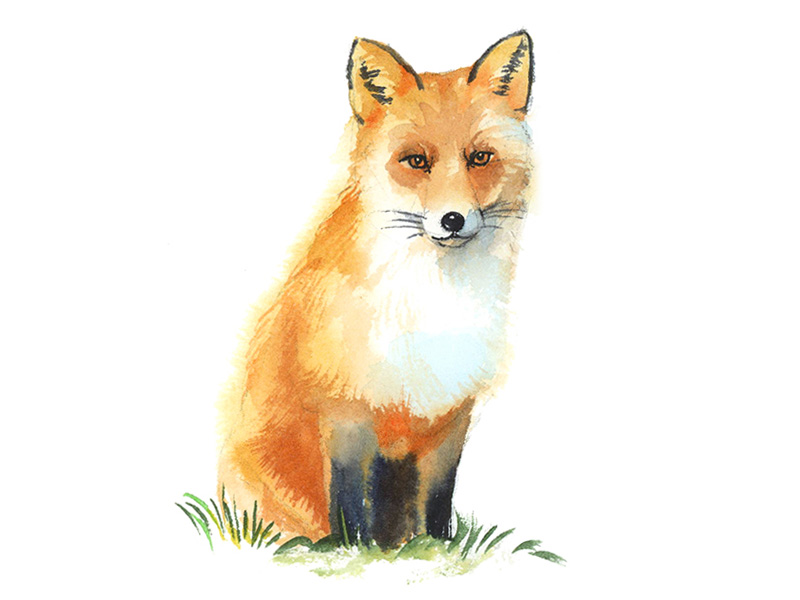 Fox Watercolor Painting