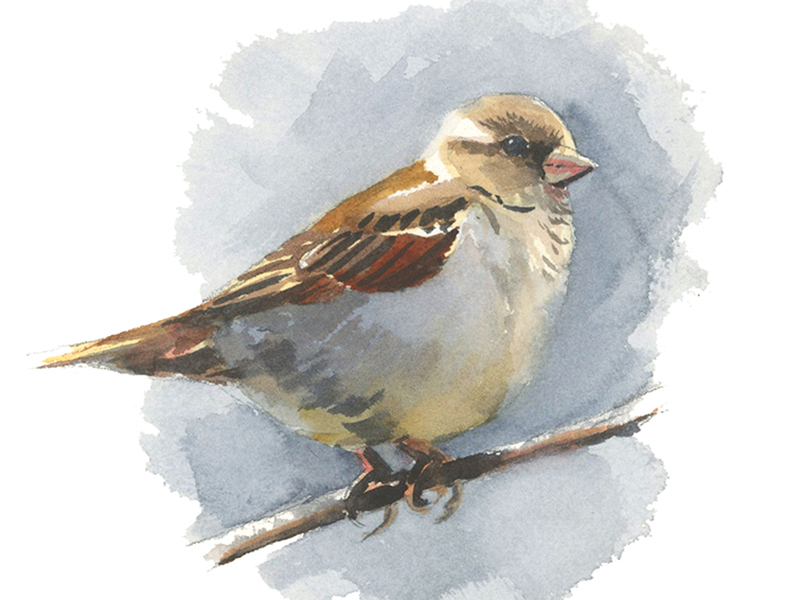 Sparrow Watercolor Painting
